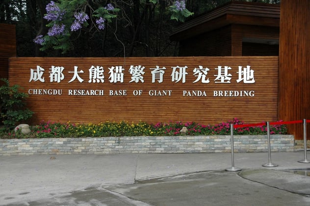 1280px-Chengdu_panda_breeding.jpg