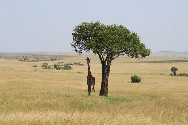 ILP Africa