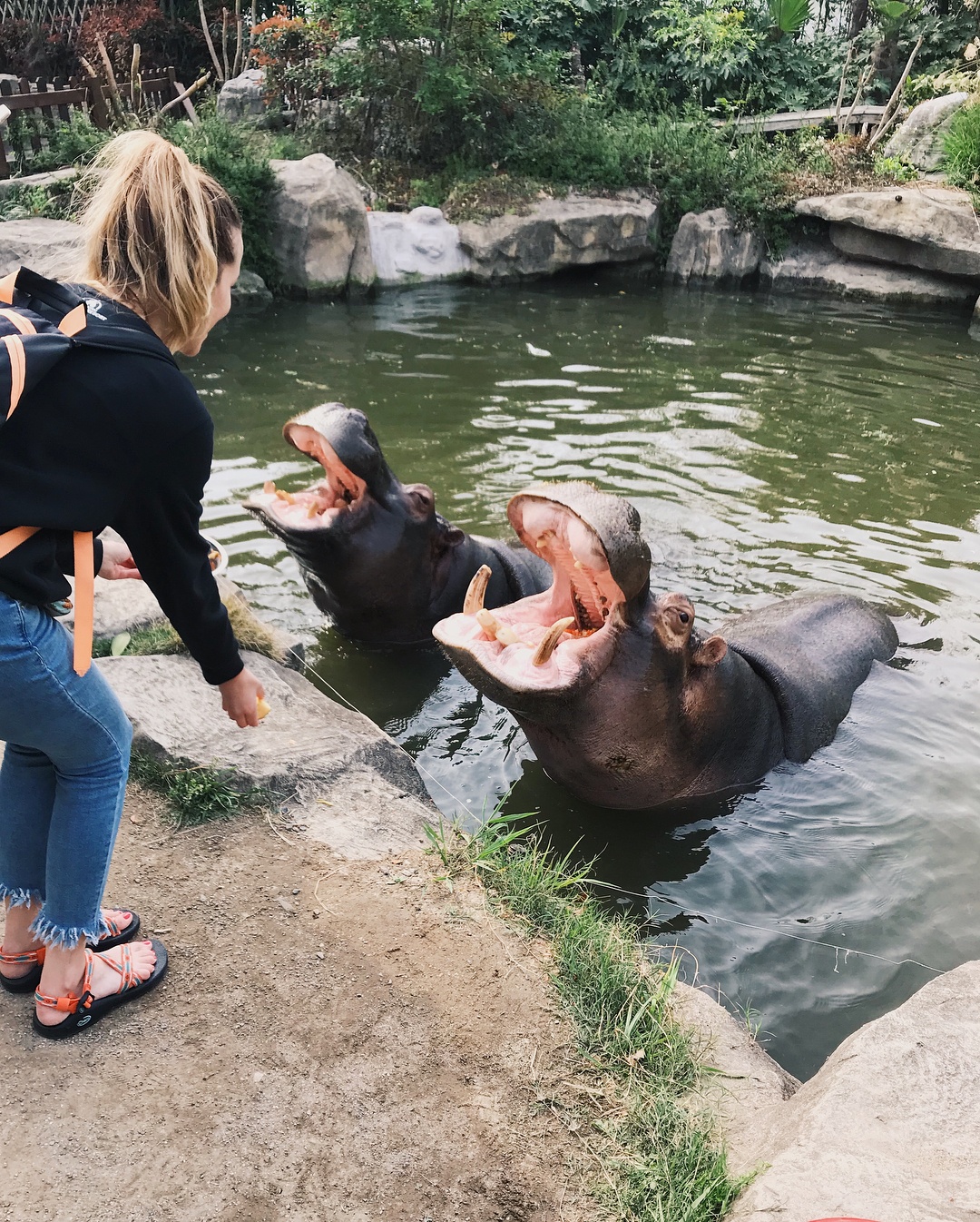 Who Zoo'ed It Best (In China)?