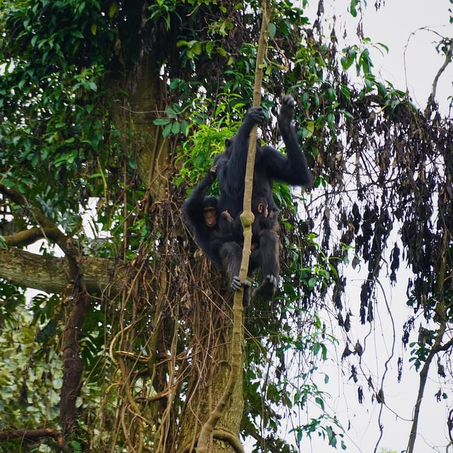 ILP Uganda