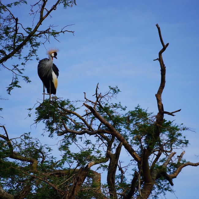 ILP Uganda