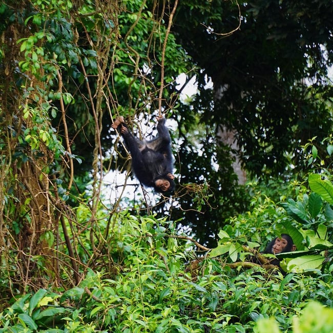 ILP Uganda