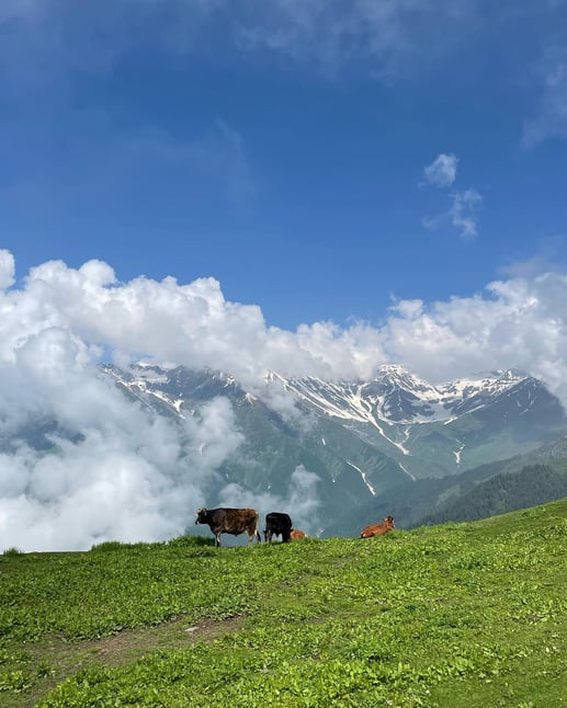 Himalayan views