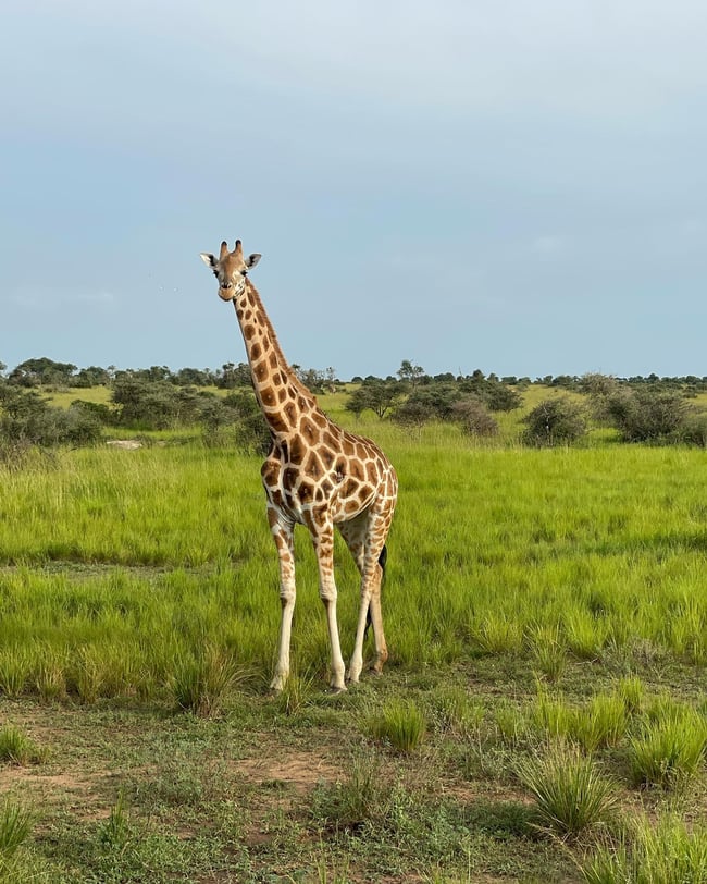 ILP Africa