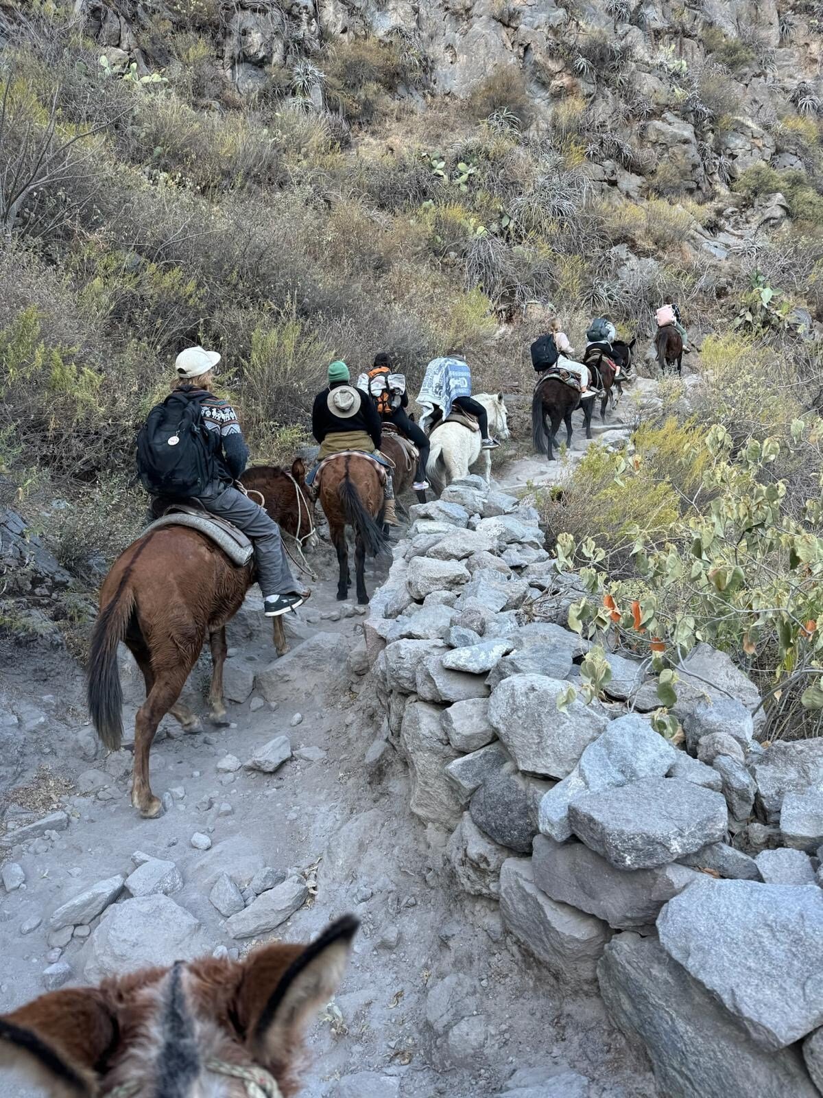 Mules up Colca Canyon