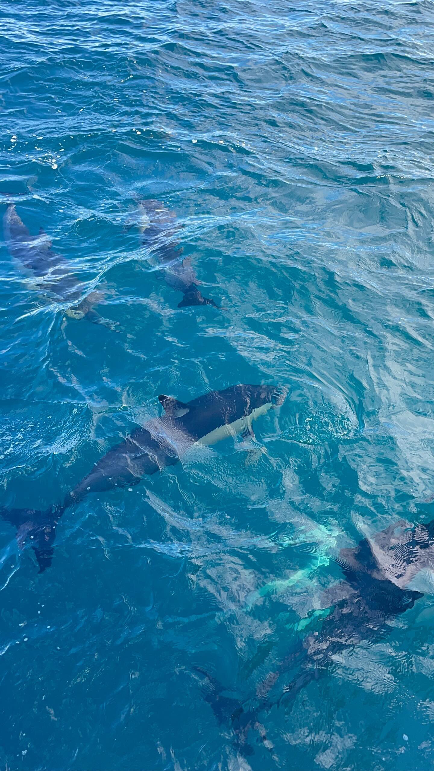 Hauraki Gulf Dolphins