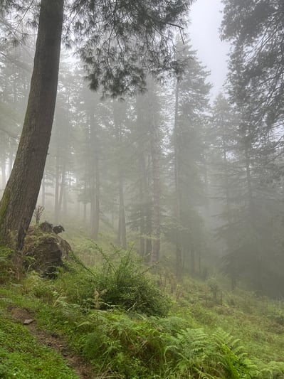 Misty forest in Himachel Pradesh