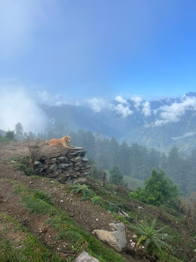 Wild dogs in the Himalayas