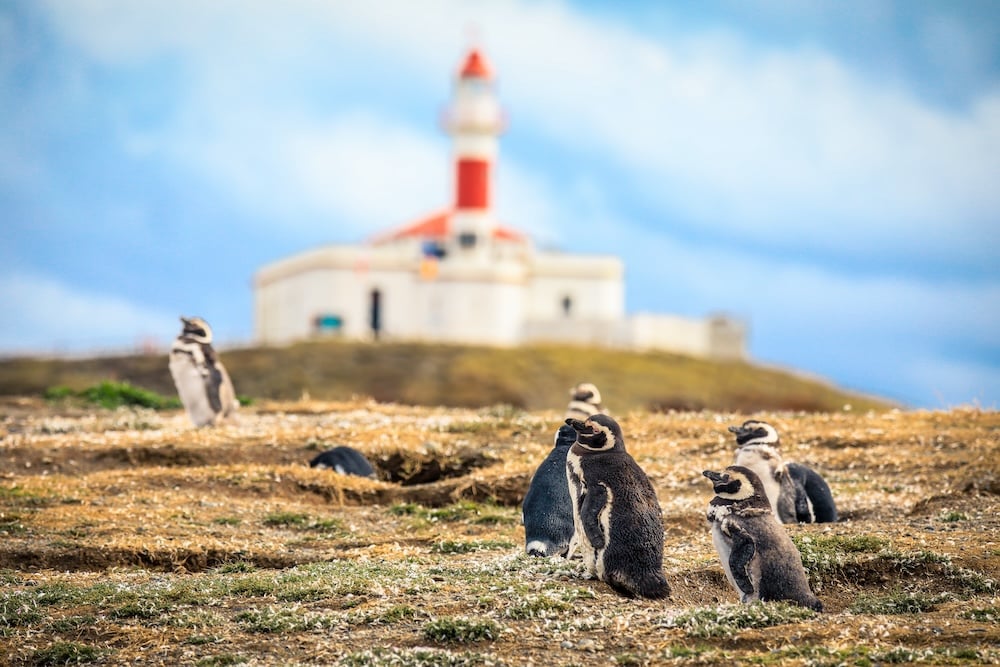 Isla Magdalena, Chile AdobeStock_354041847