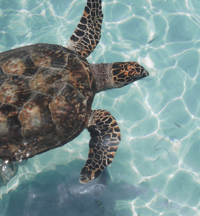 Sea turtle mexico blog