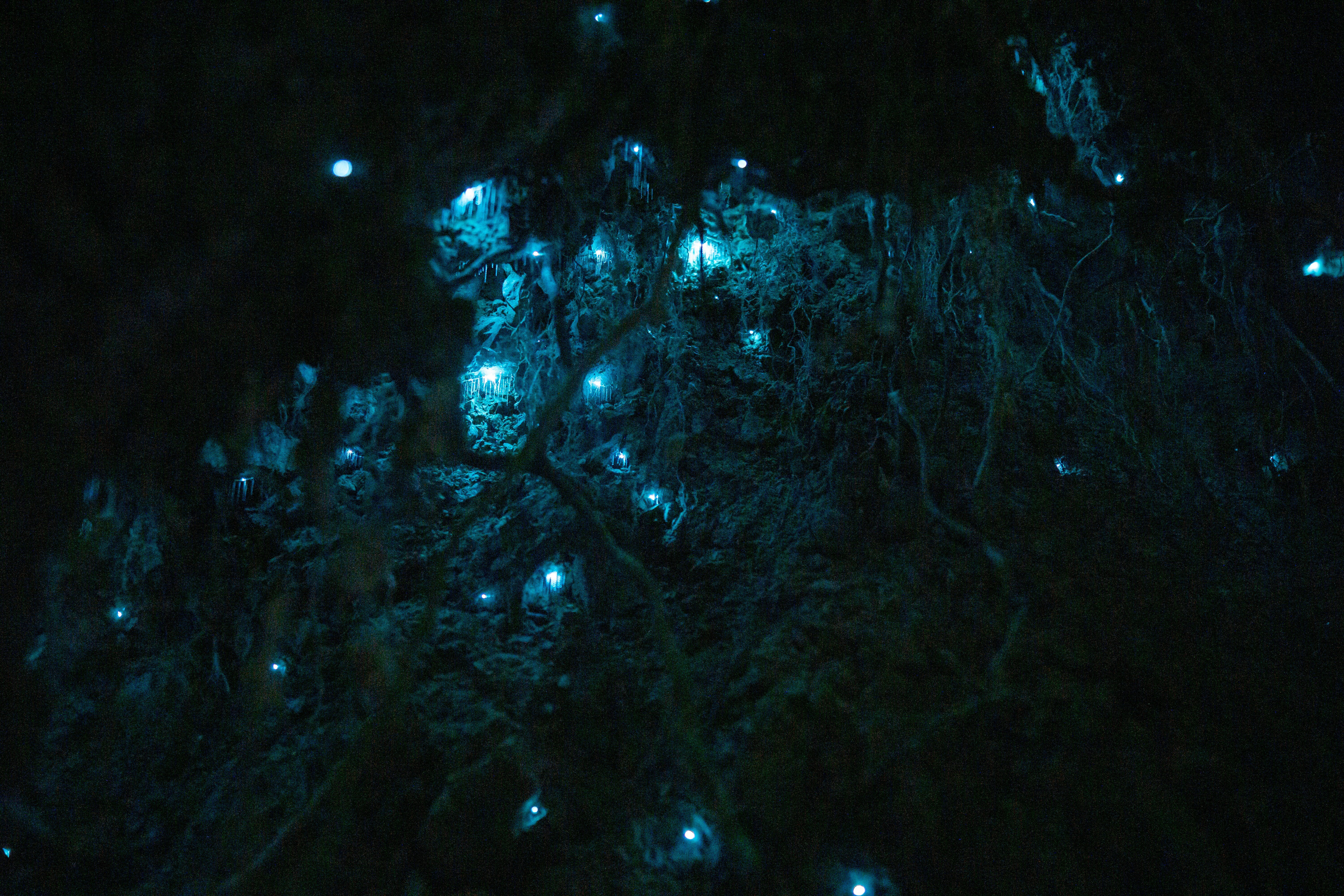 Glowworms