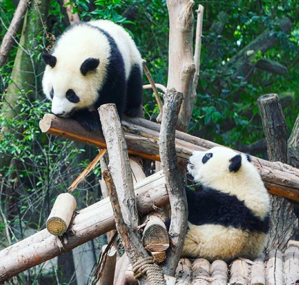 How Exactly Can You Volunteer With Pandas In China?