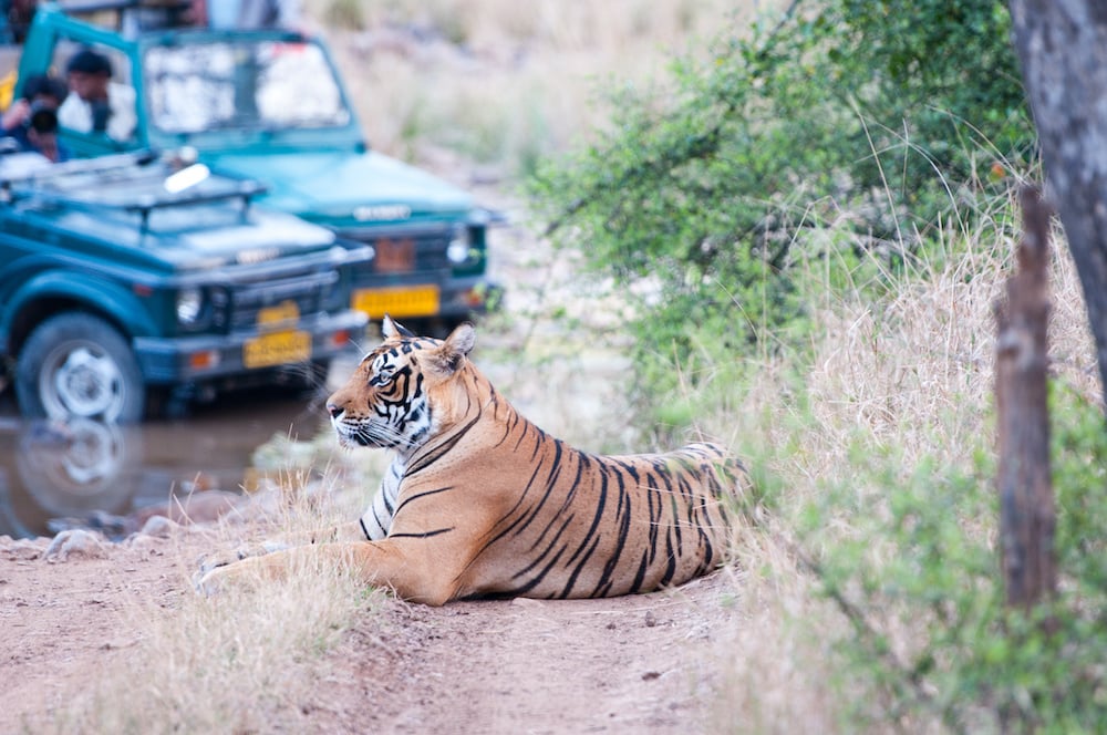 tiger safari in the ranthambhore national park in rajasthan AdobeStock_64955201-1